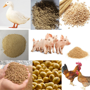 Công bố hợp quy thức ăn chăn nuôi