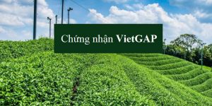 Chứng nhận VietGAP trồng trọt