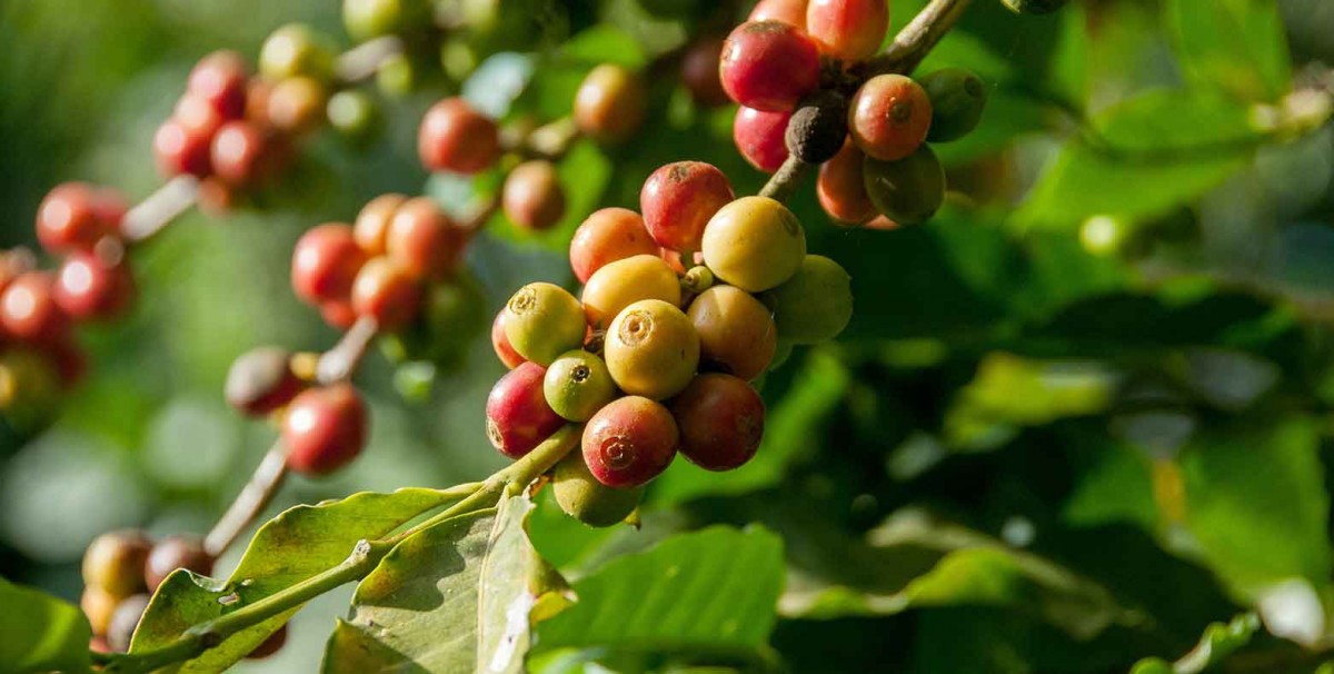 Thủ tục xuất khẩu cà phê Việt Nam