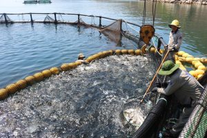 quy định về thức ăn nuôi trồng thủy sản 