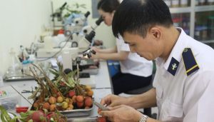 Quy trình kiểm dịch hàng hóa xuất nhập khẩu tại Việt Nam tại Vietcert