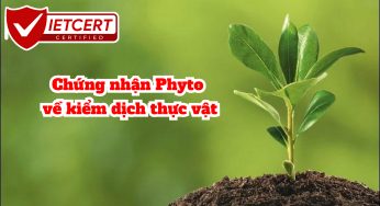 Chứng nhận Phyto về kiểm dịch thực vật