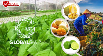 Làm Sao Để Đạt Chứng Nhận Global GAP Cho Trang Trại Rau?
