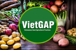 Lợi ích của chứng nhận VietGAP đối với xuất khẩu nông sản