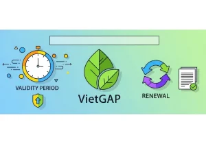 Những sai sót thường gặp khi xin chứng nhận VietGAP