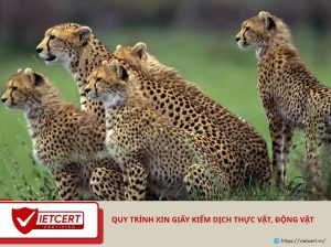 Quy trình xin giấy kiểm dịch thực vật, động vật